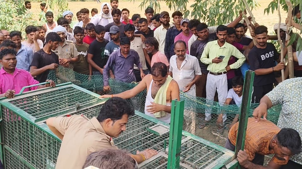 Leopard terror in Moradabad: Danger in 100 villages of the district, 11 people died in 16 months