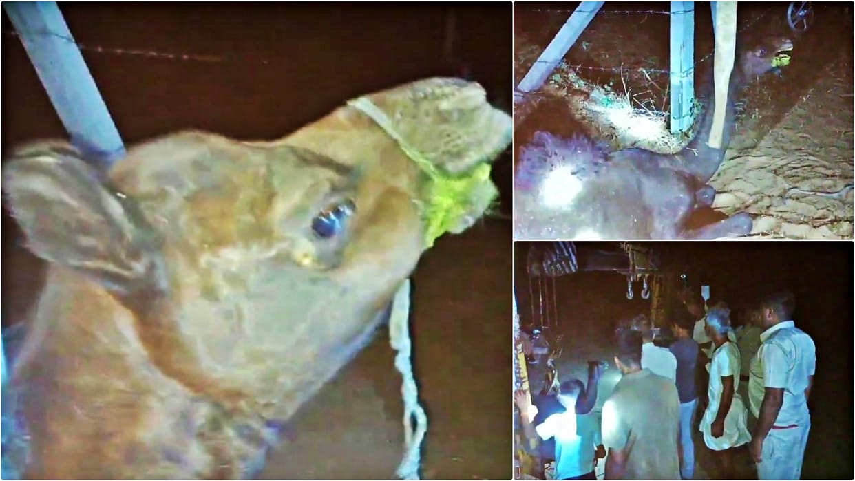 Rajasthan Crime: Camel smuggling exposed in Jaipur rural, two accused arrested due to vigilance of villagers