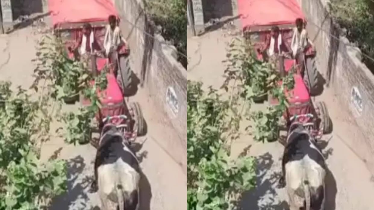 Tractor Blocked the Bulls Path What Happened in the Next 2 Seconds Left Everyone Shocked Video Viral
