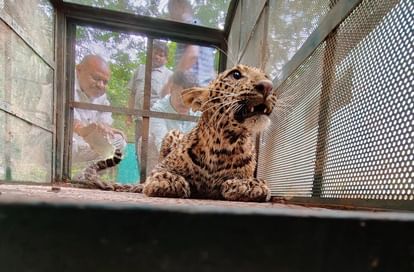 Indore: Leopard fell into a well in Datoda village of Indore, Ralamandal forest department team rescued it and