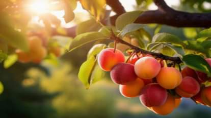 तुर्किये का सेब।