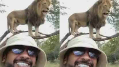 बब्बर शेर को साथ सेल्फी ले रहा था शख्स