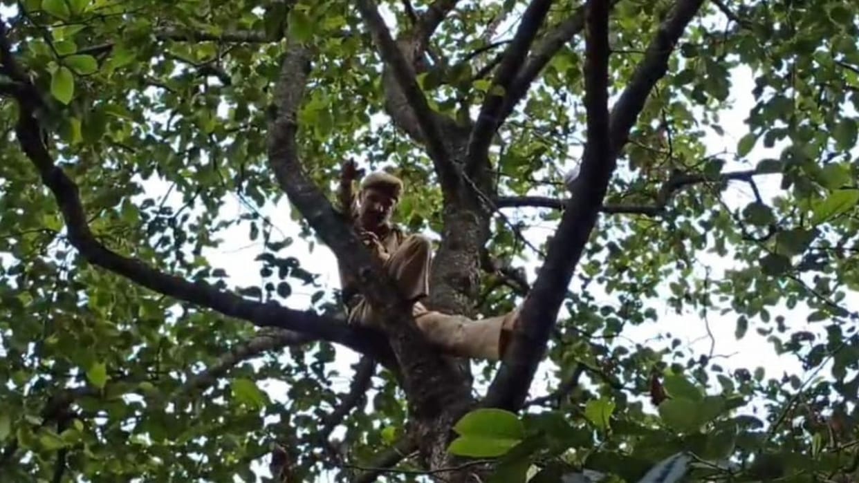 Himachal Information was given to SP office then special police officer climbed a tree to commit suicide