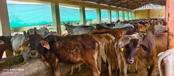 Agra DM has ordered to investigate the contracts of every cowshed and shelter home