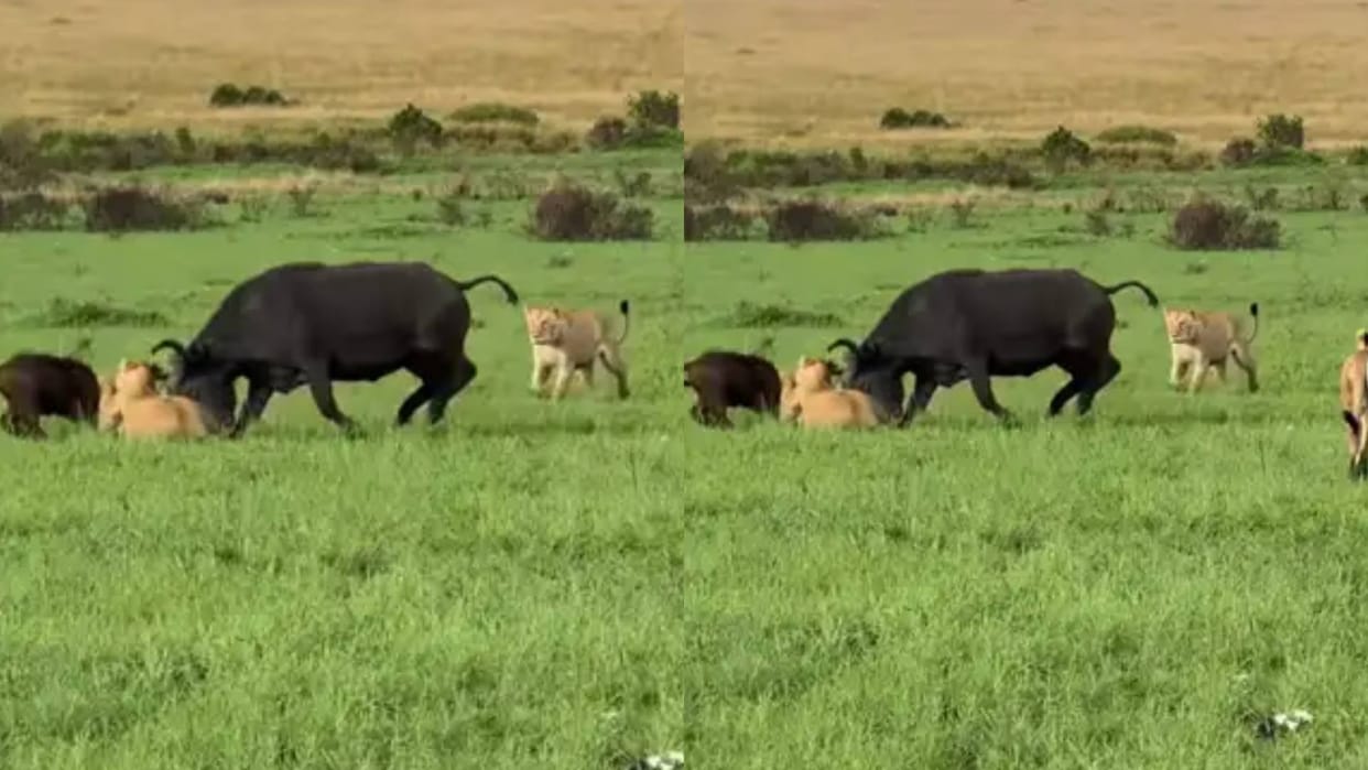 A group of lions came to eat the small calf the mother fought alone to save the child Video goes viral