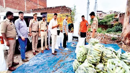 Ganja worth Rs 61 lakhs caught in Meerut: Suppliers used to keep vegetables on top and ganja below