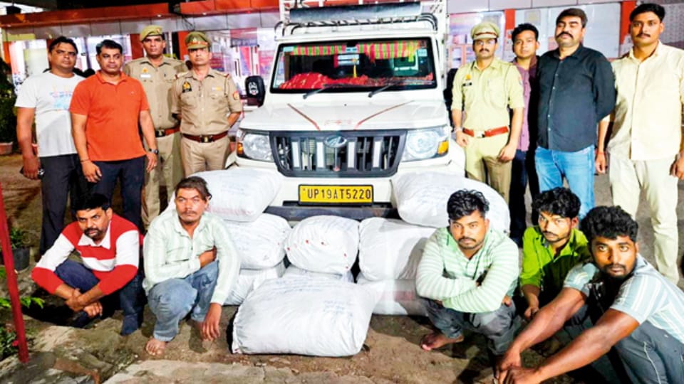 Ganja worth Rs 61 lakhs caught in Meerut: Suppliers used to keep vegetables on top and ganja below