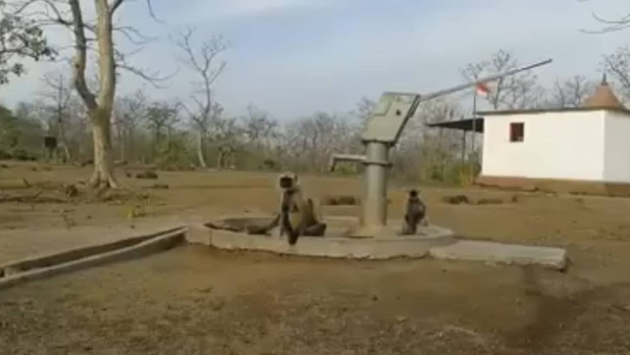monkeys was thirsty them the person did something like this video goes viral
