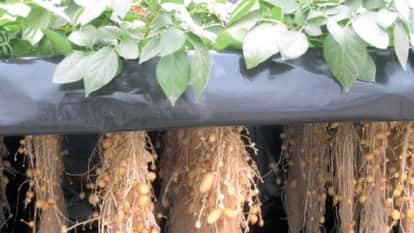 Himachal Agriculture: Potato seeds prepared using aeroponic method will not get spoiled, CPRI has developed th