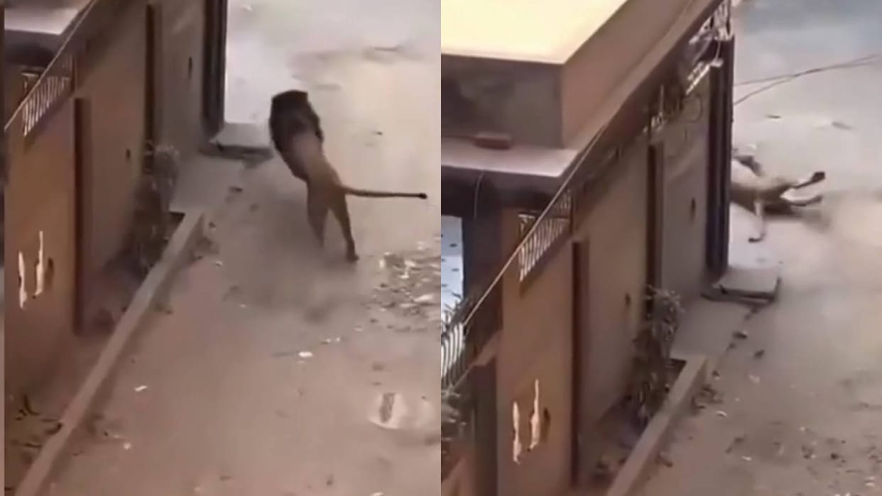 The lion was running on the road then his foot slipped Video goes viral on Internet see netizens reaction