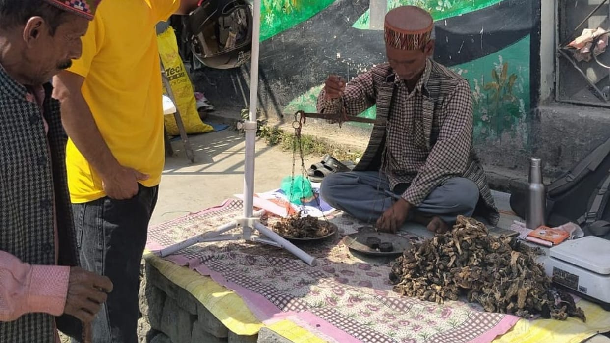 Himachal News Gucchi price rises by Rs 1500 now being sold at Rs 6000 per kg