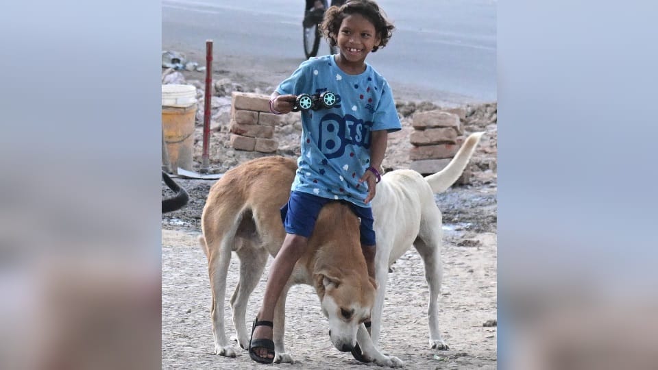 Janaki and dogs friendship has won hearts in chandigarh