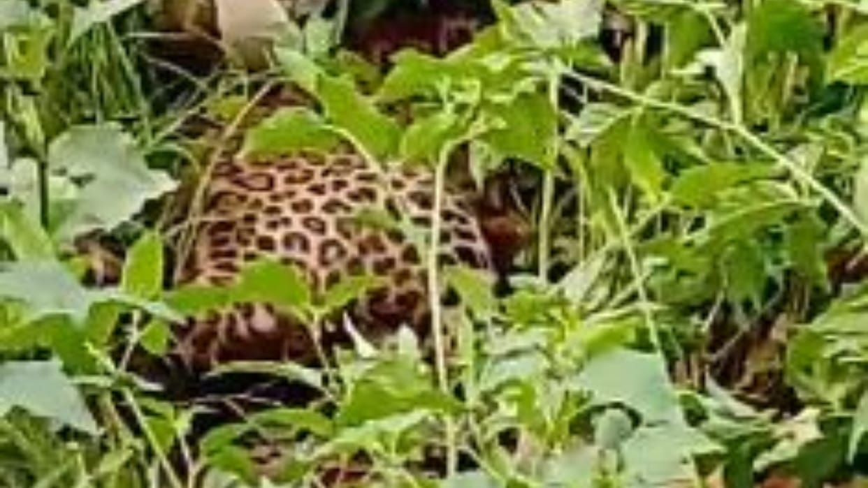 cub caught from Gajraula complained of paralysis in one leg