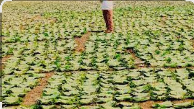 CG News: छत्तीसगढ़ में 13.22 लाख मानक बोरा तेंदूपत्ता संग्रहित, संग्राहकों को 727.50 करोड़ रुपये का होगा भुगतान