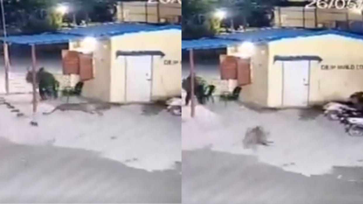 The security guard was sleeping when a leopard escaped with the dog in its mouth Video goes viral