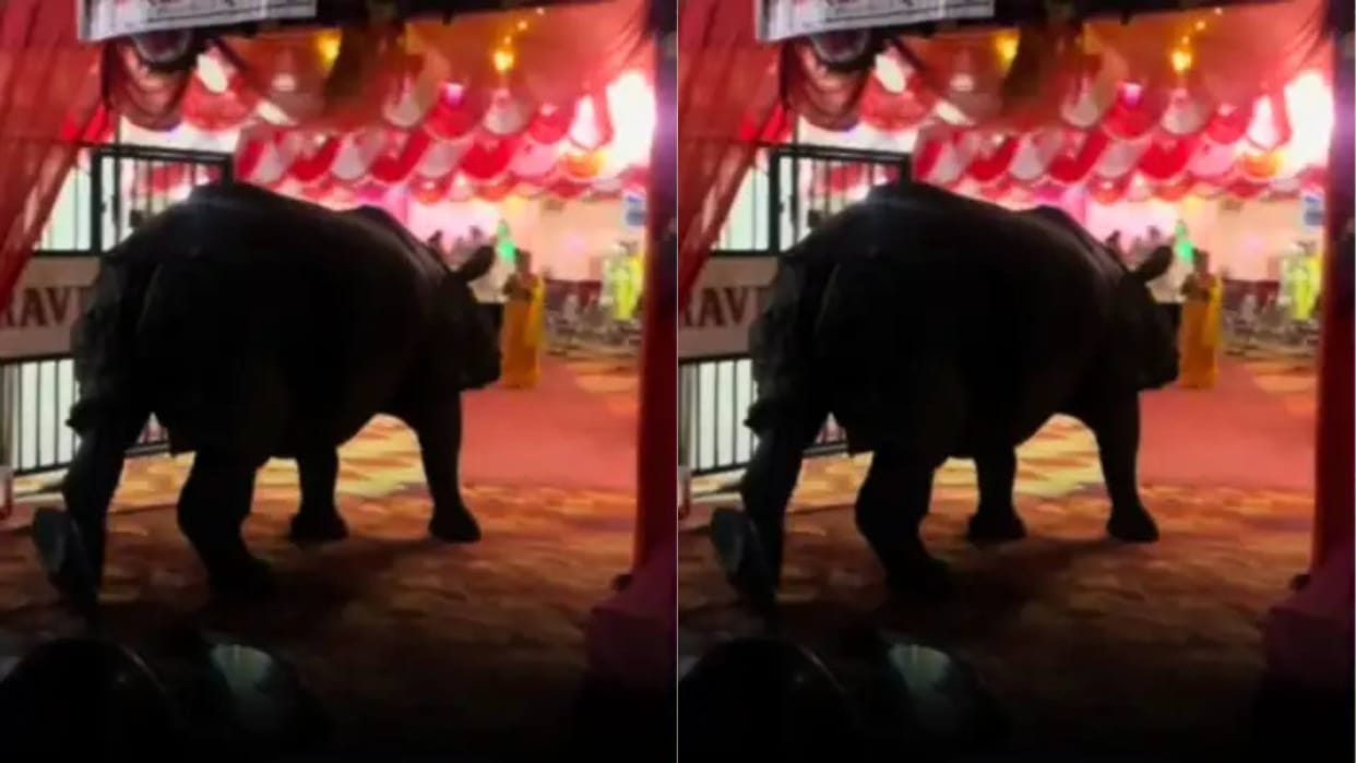 Rhino suddenly entered a wedding in Nepal People started recording video goes viral on Internet