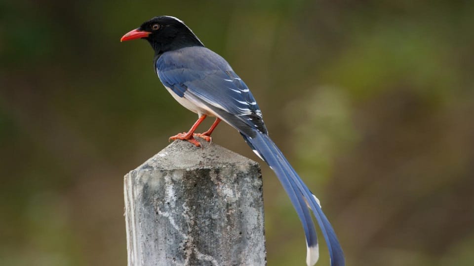 Red-billed blue magpie seen in the valleys of Ranikhet Almora