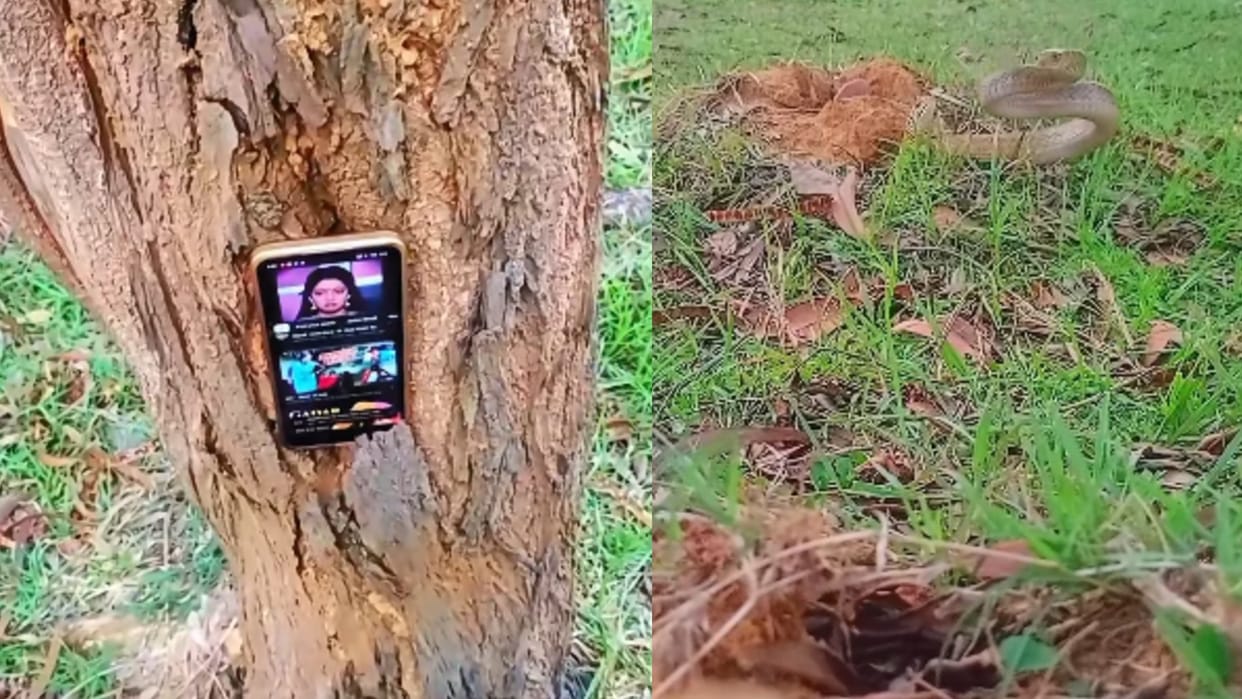 Saap Ka Video Desi Hack To Lure Snake Out Of Hole Goes Viral Viewers Say Kitne Tejaswi Log Hain Watch Video