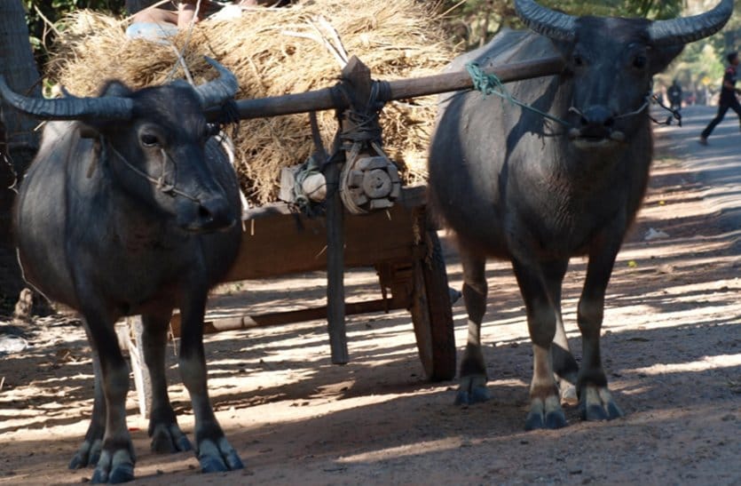 UP: Animal Husbandry Department issued instructions, do not load more than 1400 kg on bulls and buffaloes; do