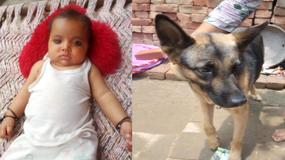 Despite Guard Dog at Home, 5 Month-Old Baby Girl in Saharanpur