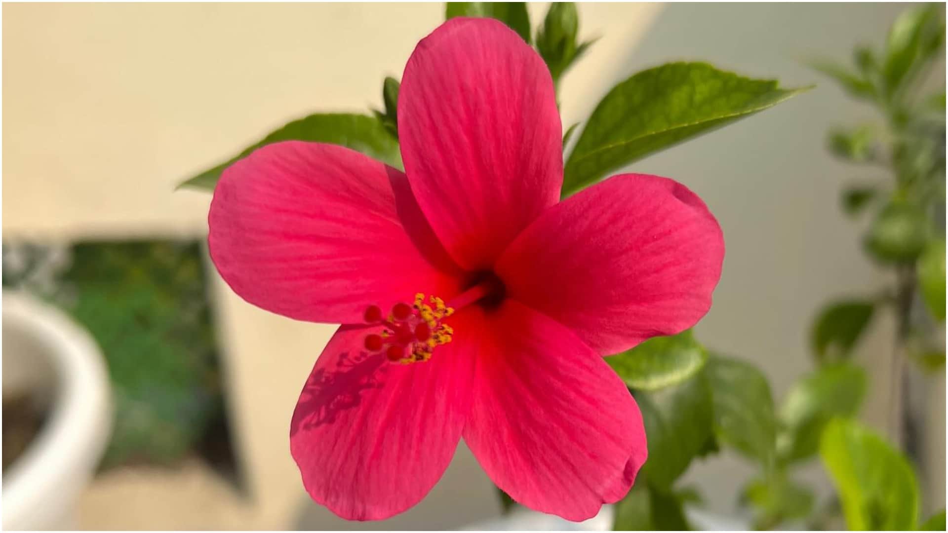 Low Maintenance Plants For Summer Gardening Tips In HIndi