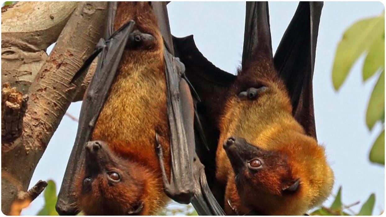 Indian flying fox Pteropus giganteus details and life summary in hindi