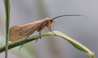 New species of butterfly found in Himachal Uttarakhand Jammu and Kashmir