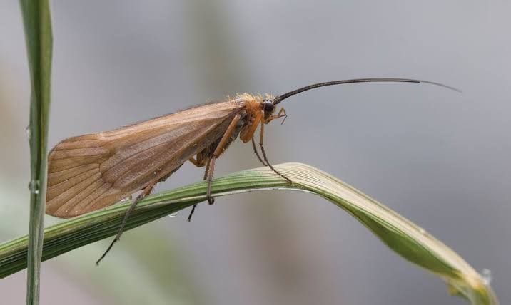 New species of butterfly found in Himachal Uttarakhand Jammu and Kashmir