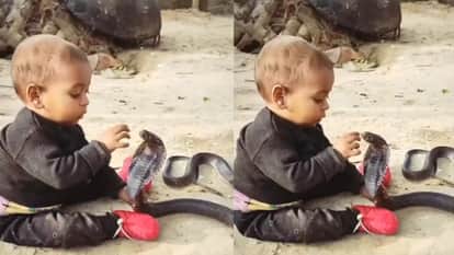 बच्चे ने कोबरा को समझ लिया खिलौना और लगा खेलने,