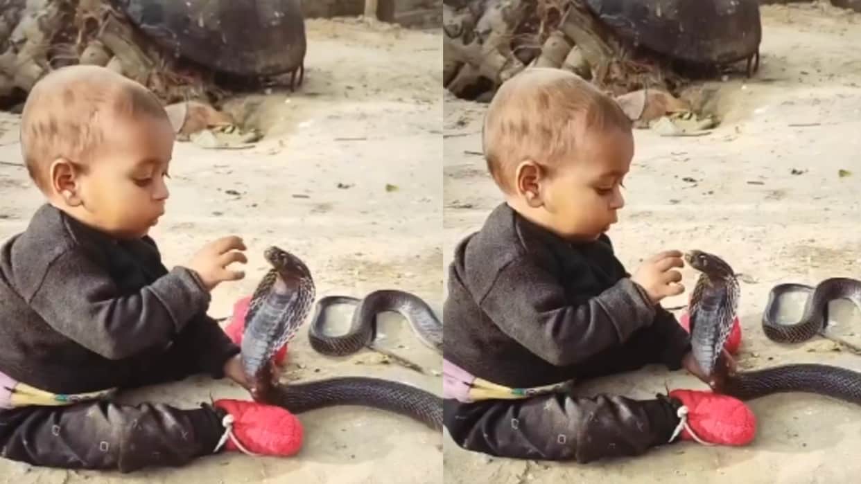 king cobra ka video child seen playing with king cobra like a toy video Goes Viral