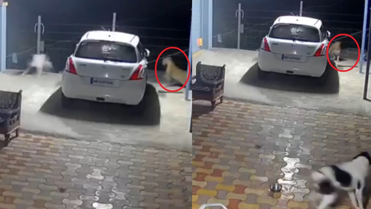 Leopard Attacks Alone Dog In Car Parking Gets Befitting Reply Leaves Shortly Fight Video Goes Viral