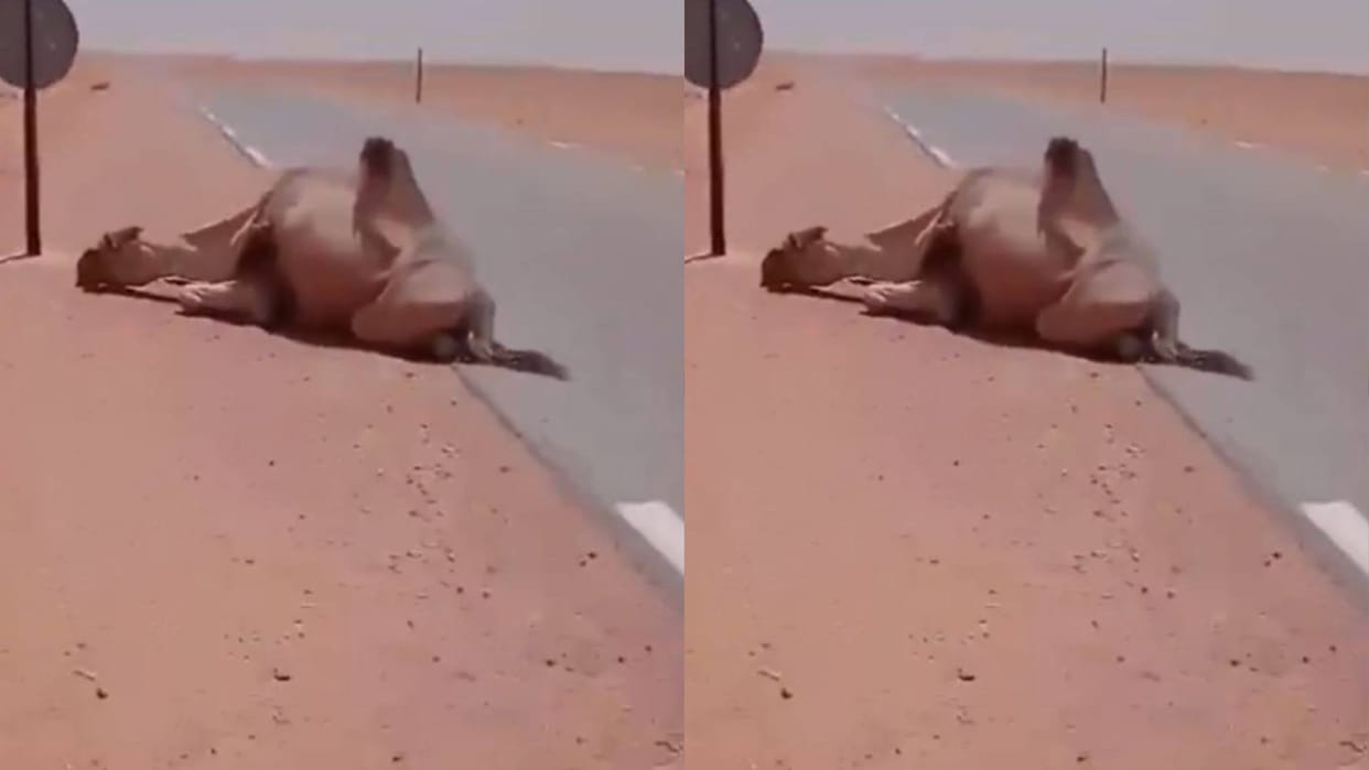 A camel was about to die due to thirst in the desert then a truck driver showed humanity Video goes viral