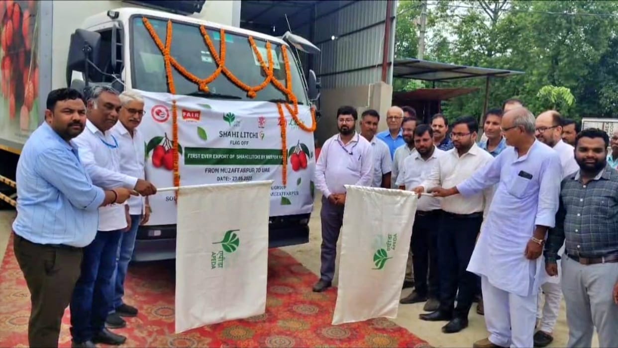 Shahi Litchi will become sweetness of Gulf countries 1st consignment being sent by refrigerated van