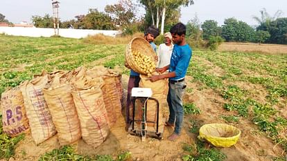 International Potato Day: एक दशक में ऊना बना पुखराज आलू का गढ़, सैकड़ों किसानों ने संवारी जिंदगी; जानें International Potato Day 2025 In a decade Una became the stronghold of Pukhraj potato