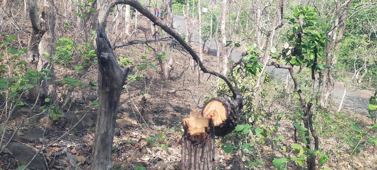 Bhopal: Complaint of cutting of more than 50 trees around Bhopal's Kerwa Dam, this area has tiger movement