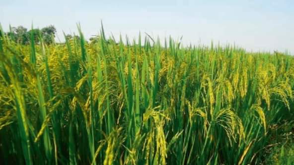 higher levels of carbon dioxide in the atmosphere may cause weight gain know how