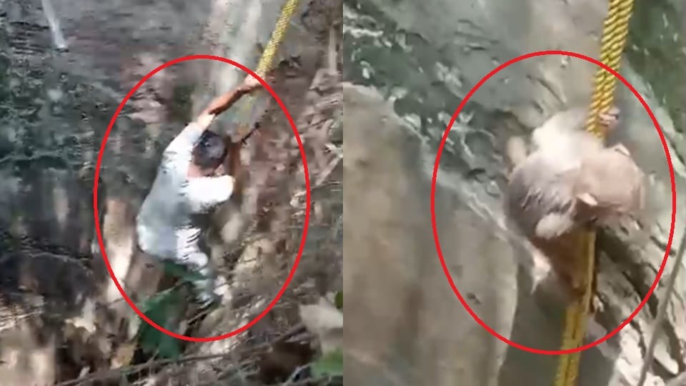 UP: Baby monkey fell into a 60 feet deep well, rescued for three hours in Moradabad, taken out like this