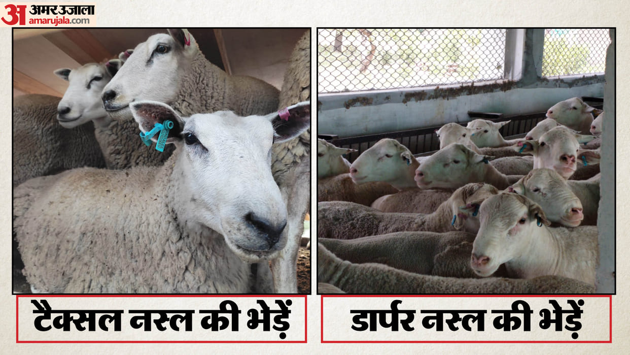 imported from Australia 450 Taxel and 230 Darper sheep; She reached Jammu and Kashmir after traveling 8000 km
