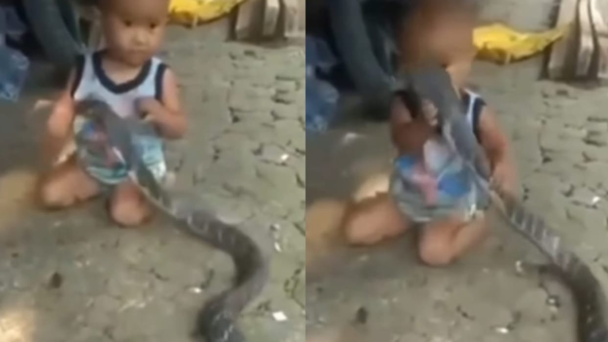 Cobra Ka Video baby plays with live king cobra video goes viral on internet