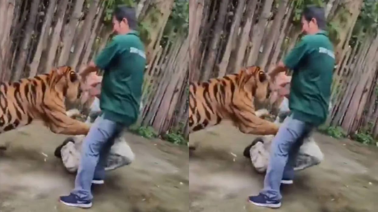 Tiger Attacks Indian Tourist in Thailand Terrifying Moment Caught on Camera Video Goes Viral