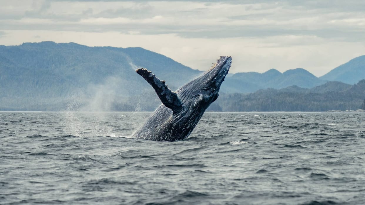 interesting facts about ambergris why is whale vomit so expensive