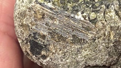 interesting facts about ambergris why is whale vomit so expensive