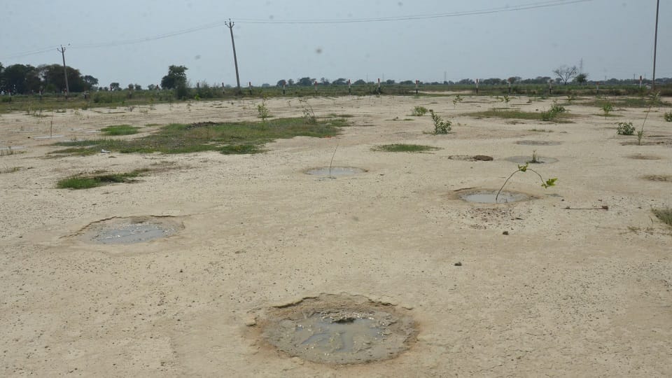 truth of plantation in Aligarh