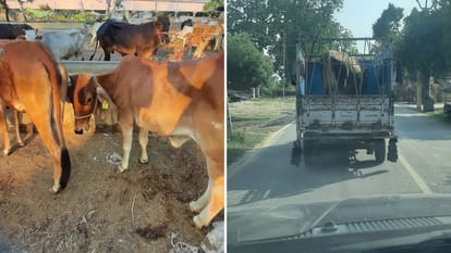 Ground report Cows given anesthesia and buried in sand only mouths are visible and smuggled