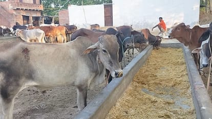 Ground report Cows given anesthesia and buried in sand only mouths are visible and smuggled