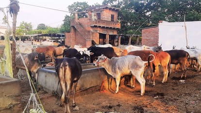 Ground report Cows given anesthesia and buried in sand only mouths are visible and smuggled