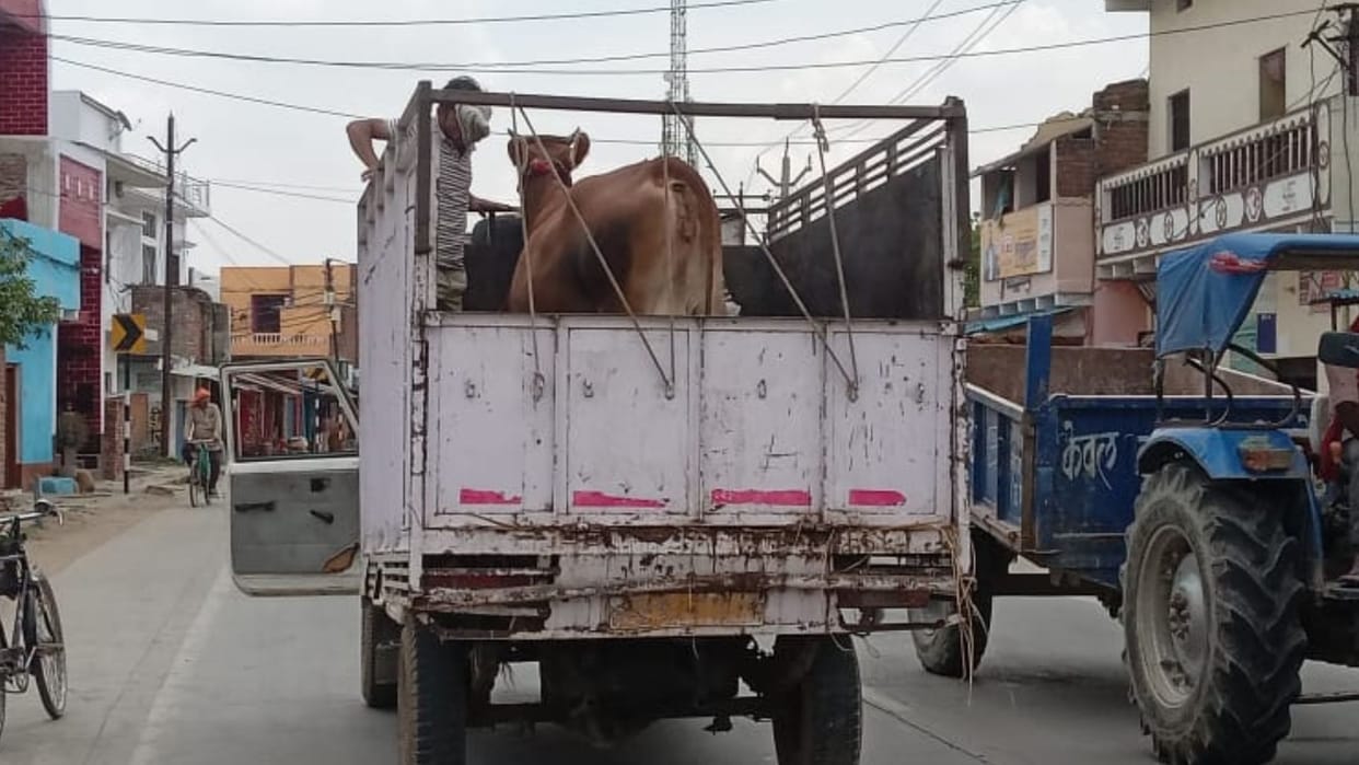 Ground report Cows given anesthesia and buried in sand only mouths are visible and smuggled