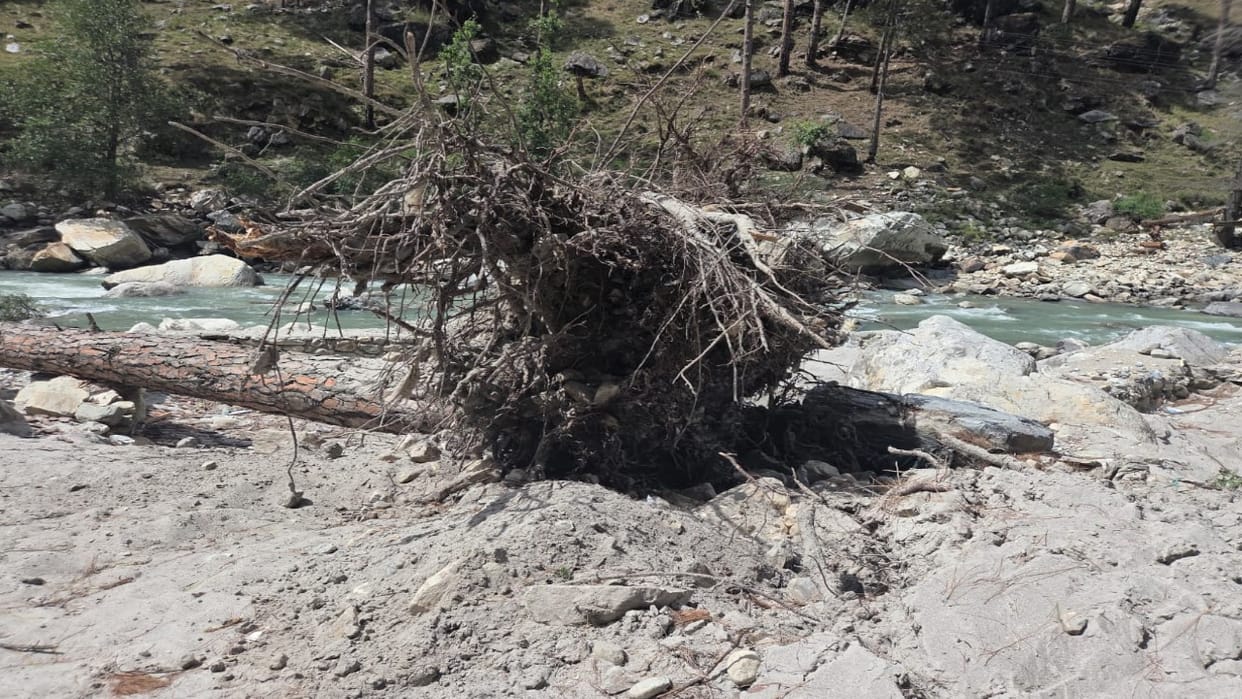 Tree fell in Sumaropa due to storm, two tourist women injured