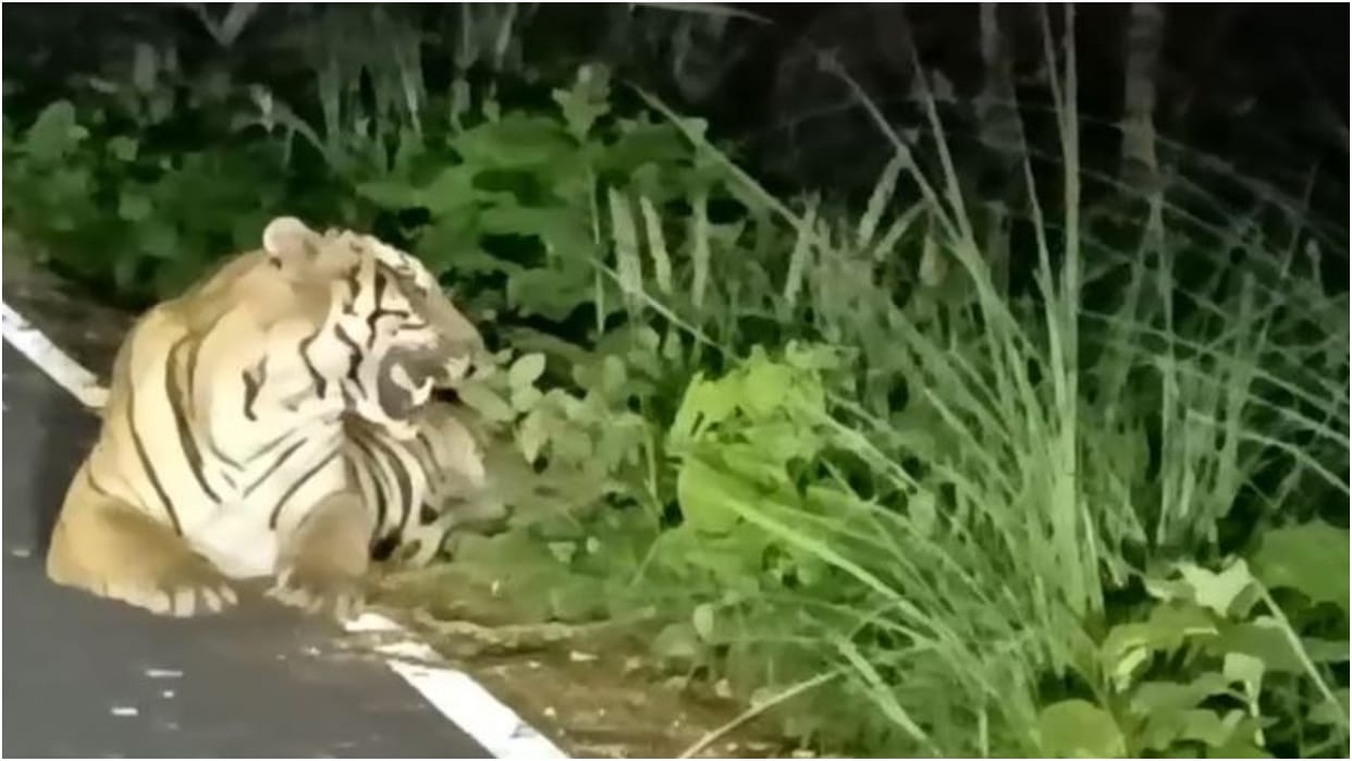 Tiger on the road at night car riders thrilled to see the sight in Pilibhit Tiger Reserve