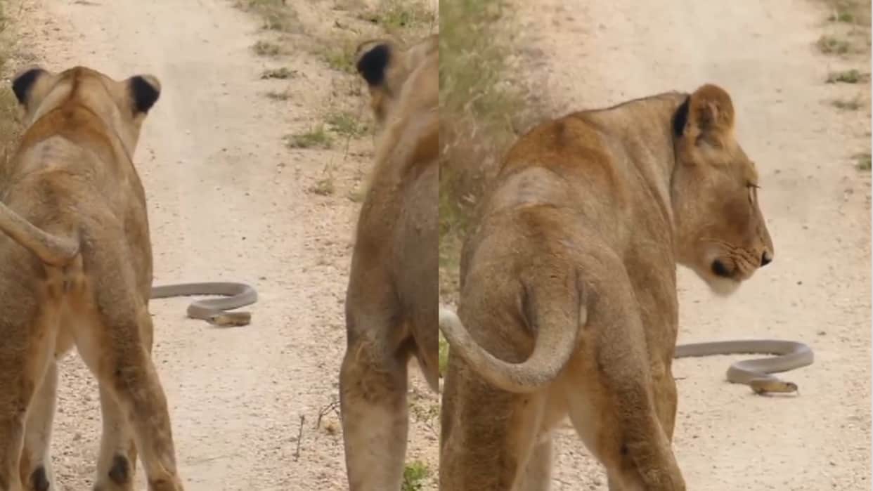 viral video of king cobra and lions know who wins cobra ne roka shernion ka rasta